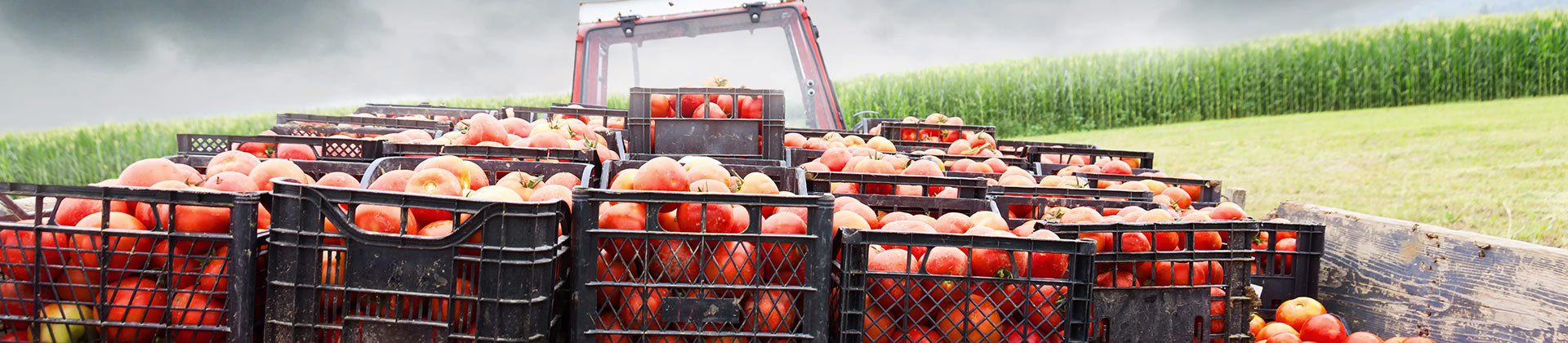 Sustainable food production and delivery