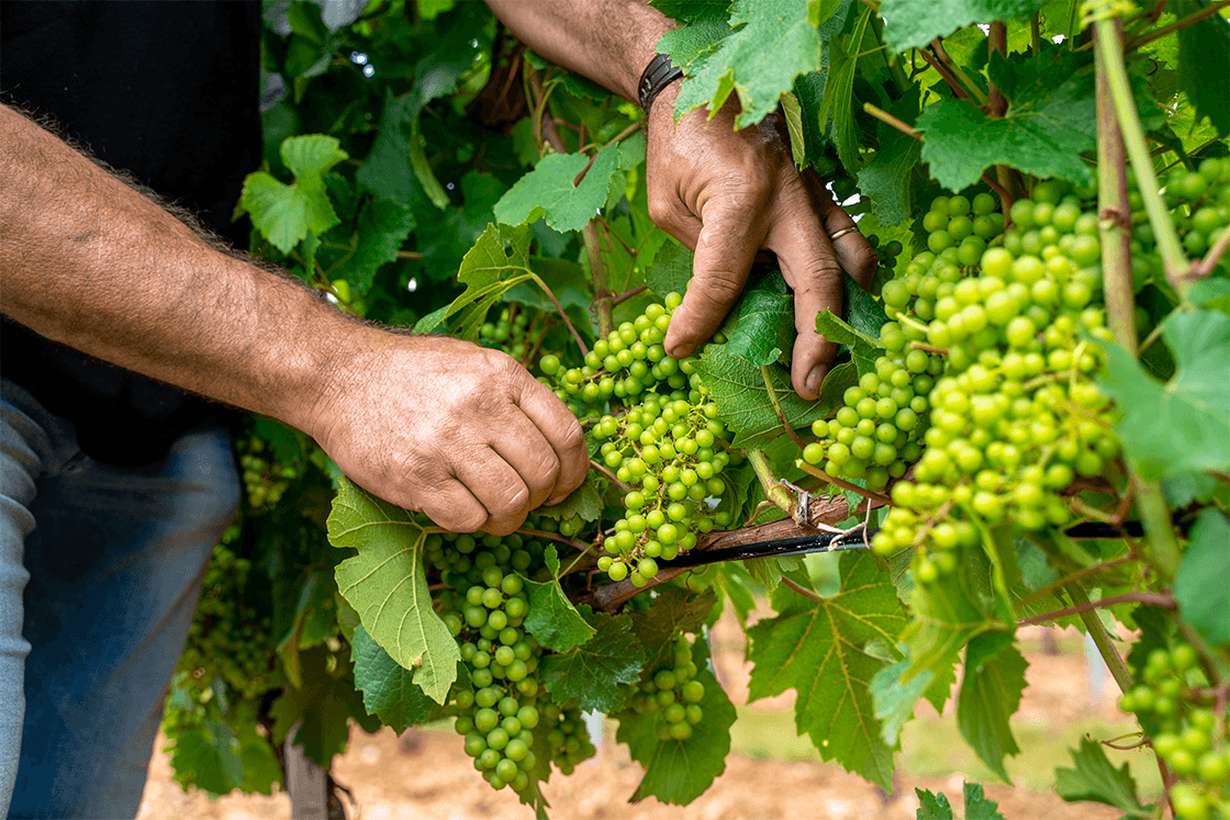 ECvieneyard danfoss Cahors lutte gel dans les vignes