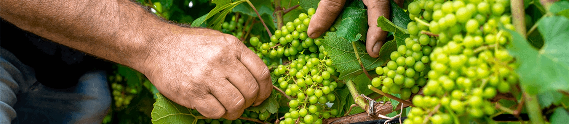 Cavo scaldante Danfoss per vigneti