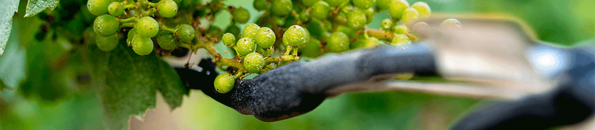 Chablis protection gel des vignes
