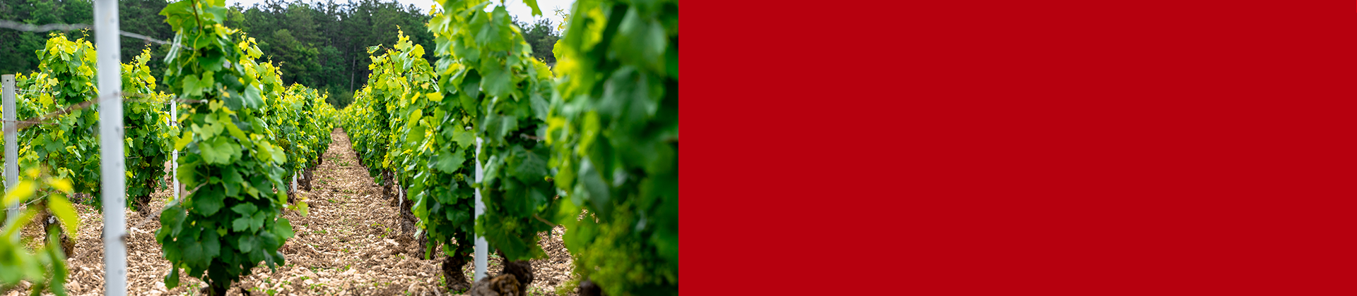 bannière Vineyard protect danfoss