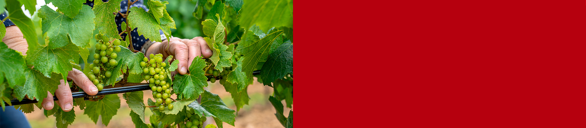 Vineyard protect chaors lutte antigel vigne