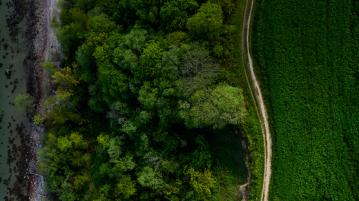 Nature picture