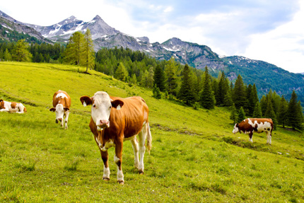 Das beste Heu für glückliche, gesunde und produktivere Kühe