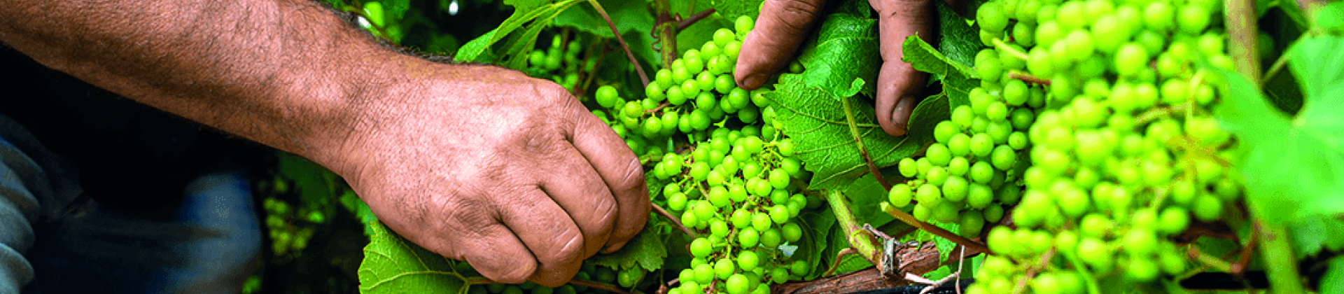 Vidéo Danfoss Vineyard protect