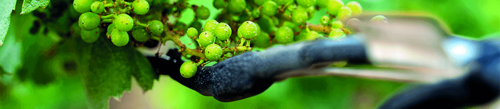 Chablis protection gel des vignes