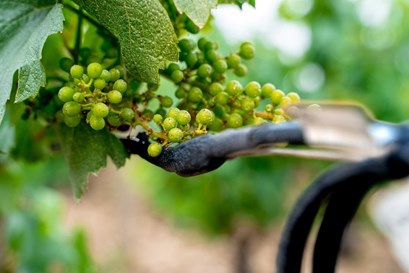 Vinogradi
