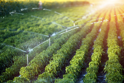 Irrigation system in action on a farm with rows of crops blooming at sunset