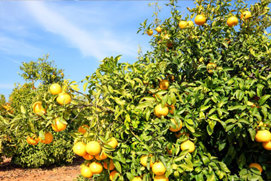 Morocco Citrus Trees