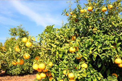 Morocco Citrus Trees
