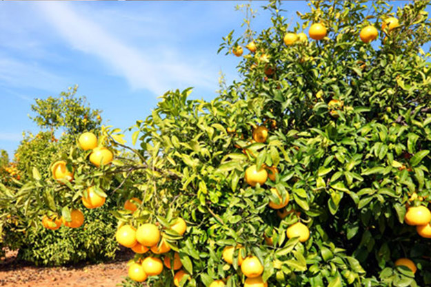 Morocco Citrus Trees