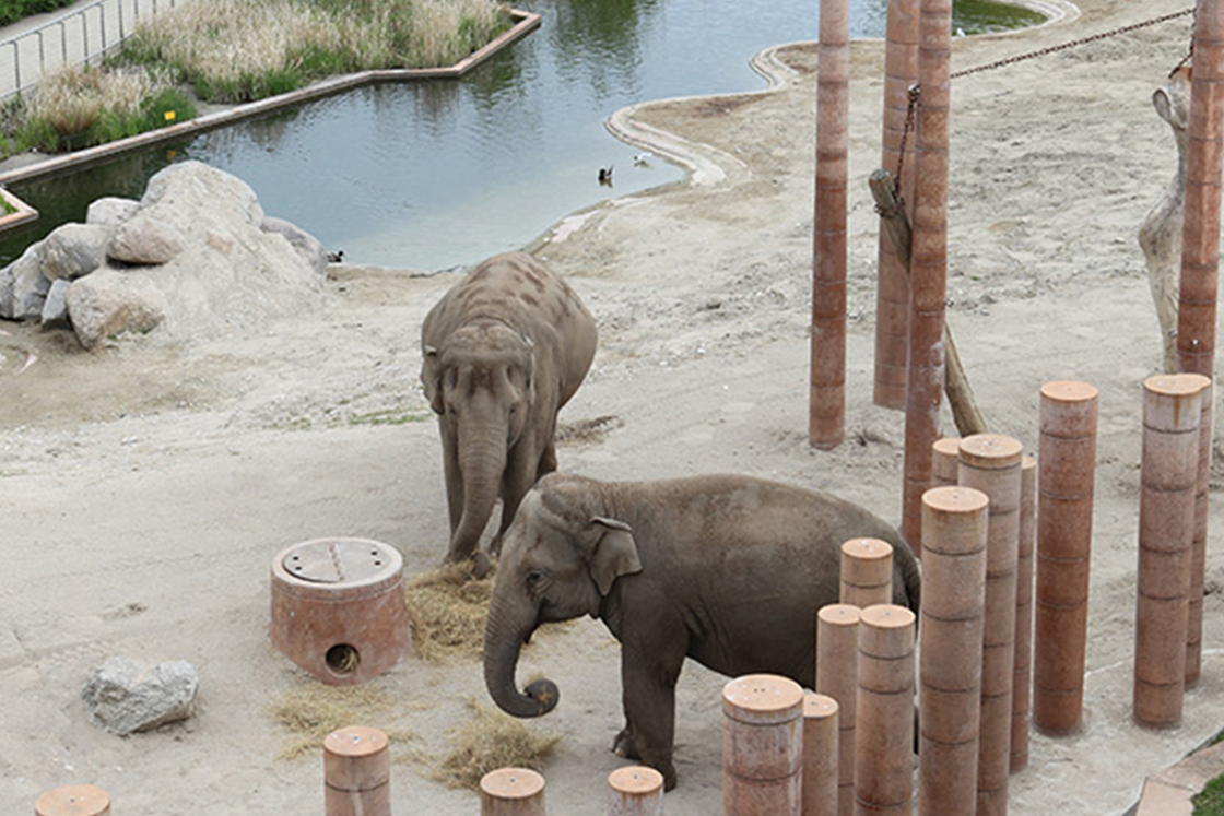 Rubin Hospital Allerede VLT® frekvensomformere sørger for rent vand til elefanterne | Danfoss