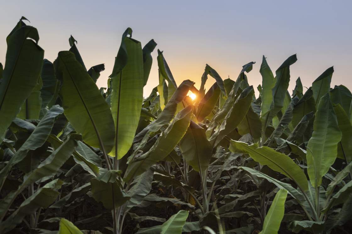Banana plants