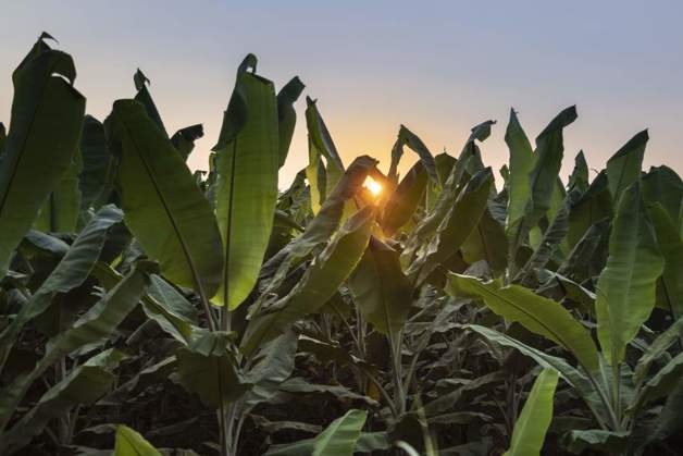 Banana plants