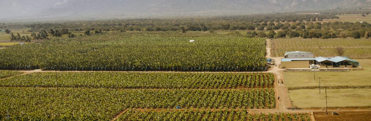 Maailman suurin banaanintuottaja, uusi kylmäketjuteknologia