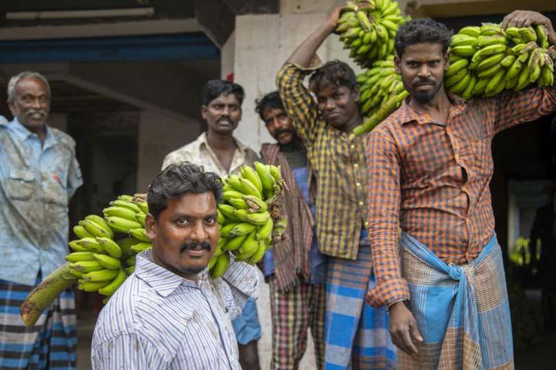 Banana farm India