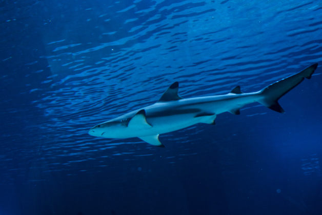 Orientarium w Łodzi