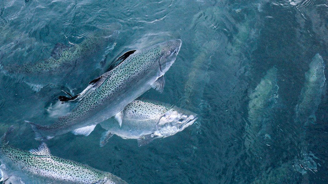 Salmon Fish Farming In Nepal