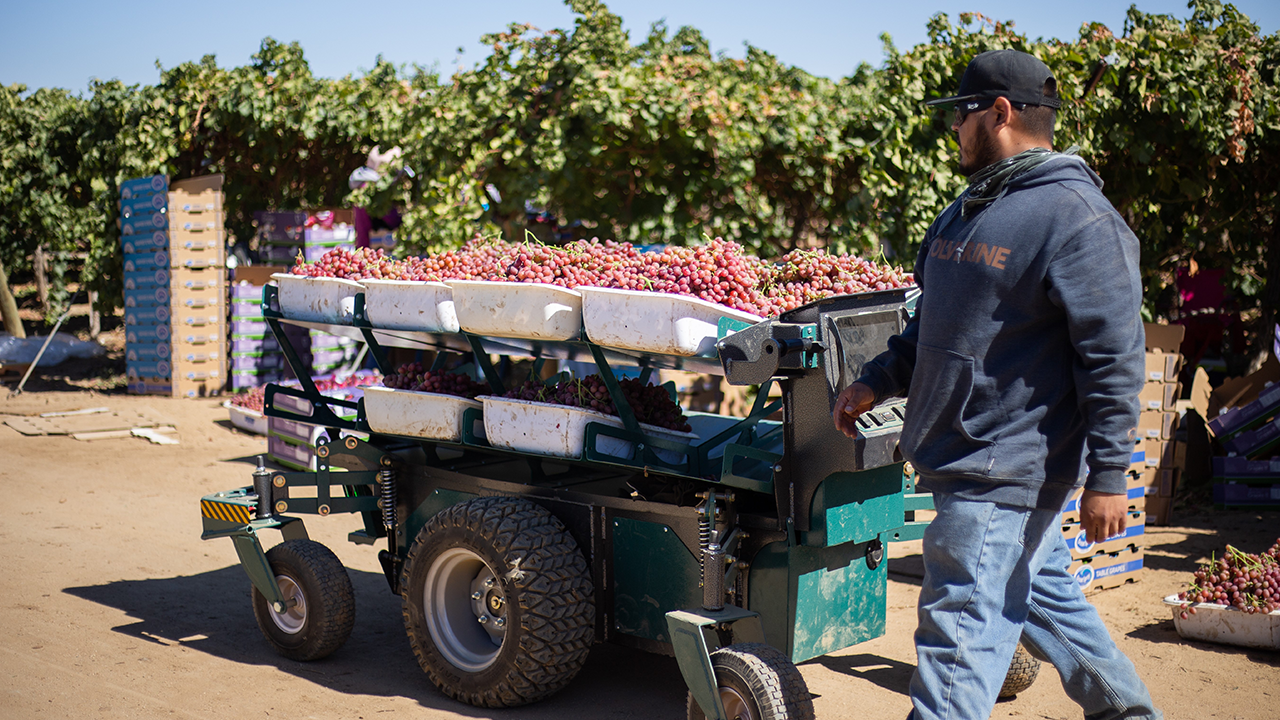 Autonomous grape cart