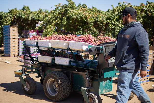 Autonomous grape cart