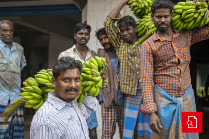 Farmers at the banana farm