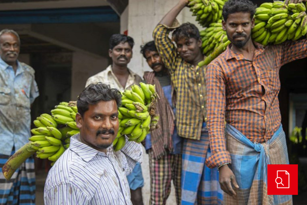 Agricoltori nella fattoria delle banane