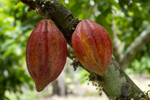 Ecuador farmers