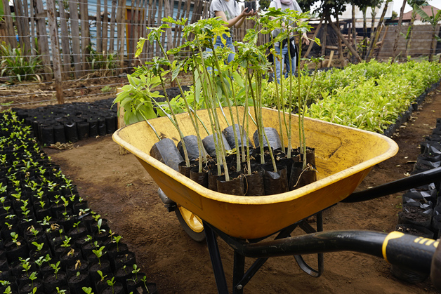 Tanzania tree planting