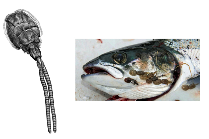 Sea lice and Fish with sea lice