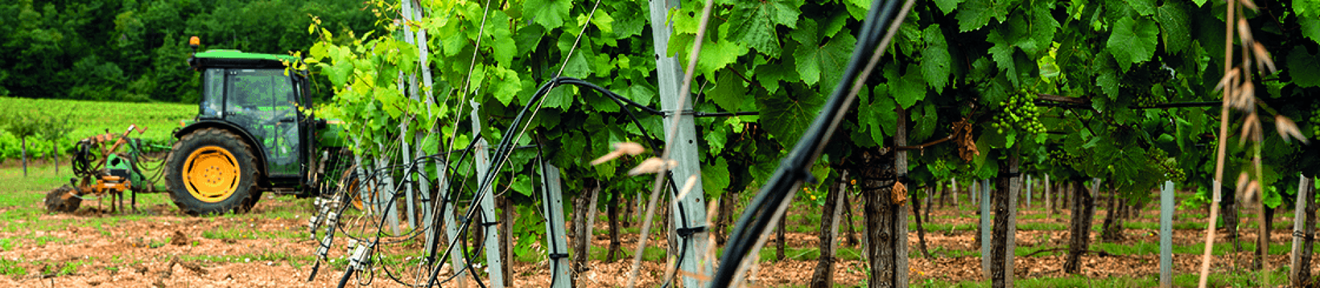 Cahors contre le gel des vignes