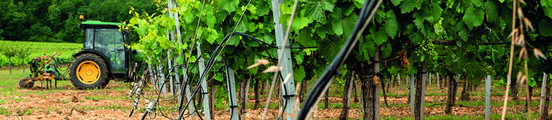 Cahors contre le gel des vignes