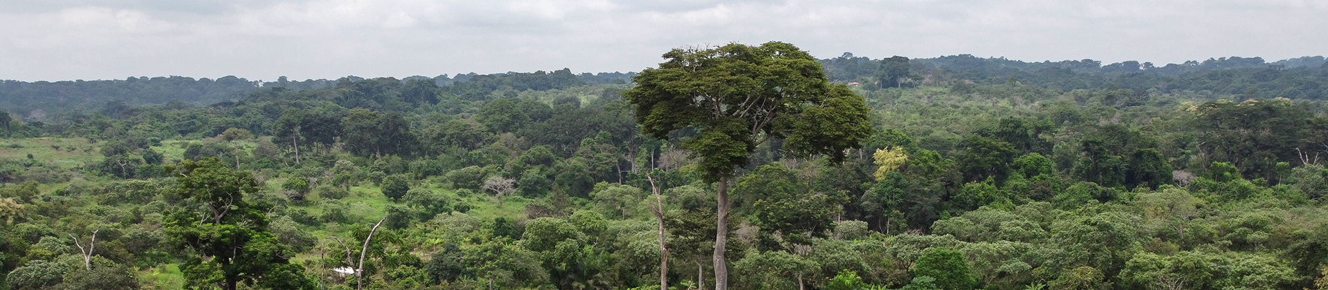 Cameroon Landscape