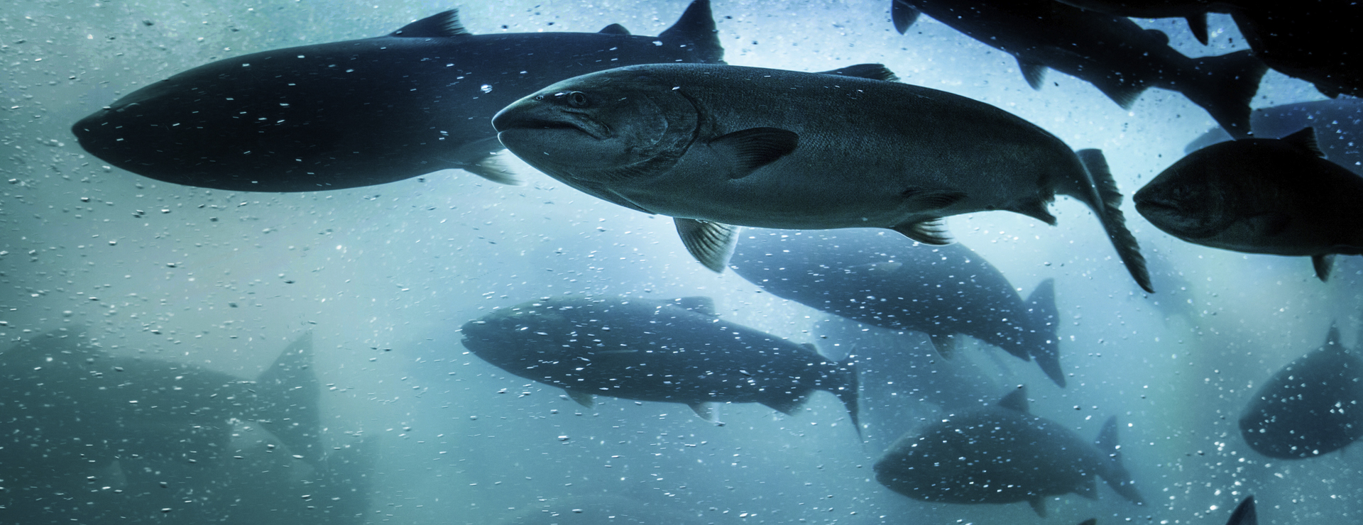 Aquaculture