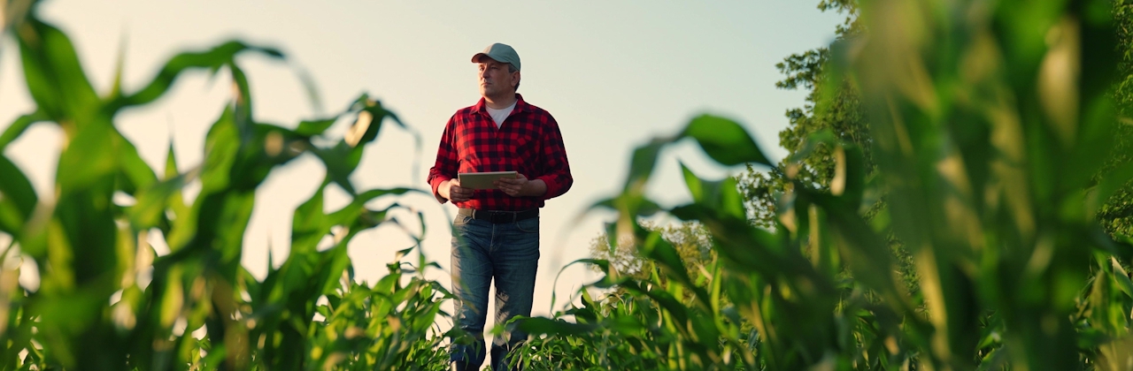 farmer in cornfield