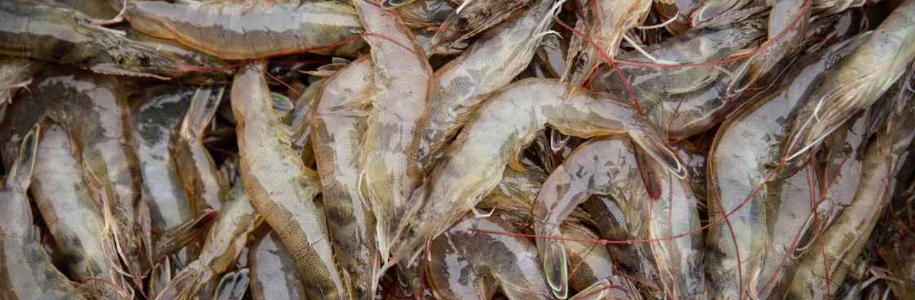 Danfoss components provide energy-efficient fresh water for shrimp farm