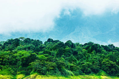 Bosque verde y montaña