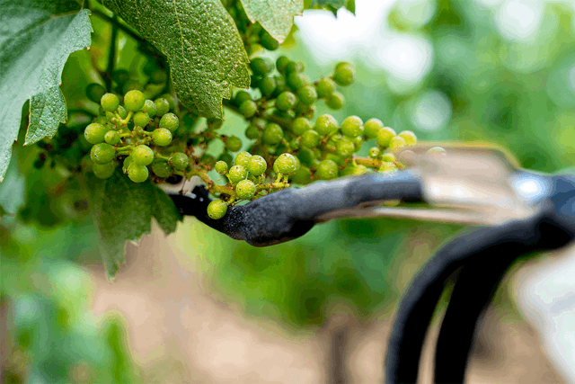 Câble de mise hors gel des vignes Danfoss Vineyard Protect